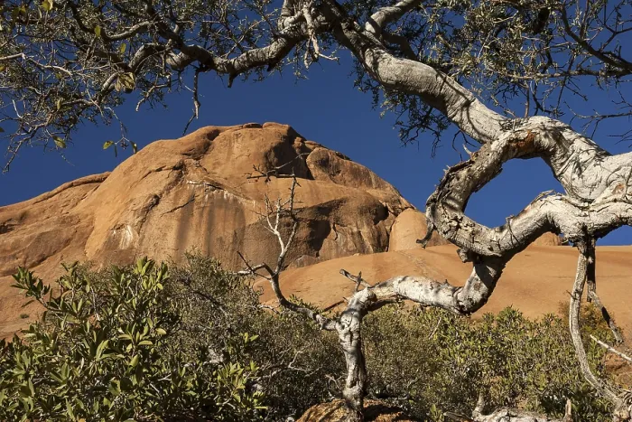 Framed Print : Shepherd's Tree Print, Spitzkoppe, Namibia Framed Print : Shepherd's Tree Print, Spitzkoppe, Namibia