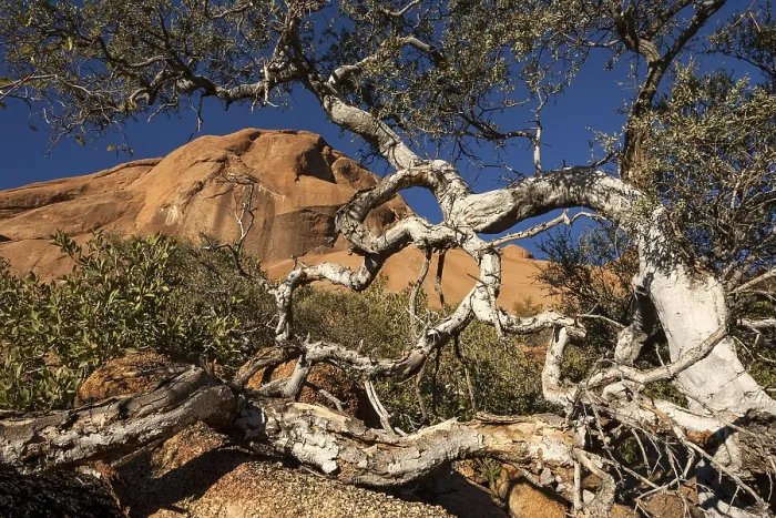 Framed Print : Shepherd's Tree Print, Spitzkoppe, Namibia Framed Print : Shepherd's Tree Print, Spitzkoppe, Namibia