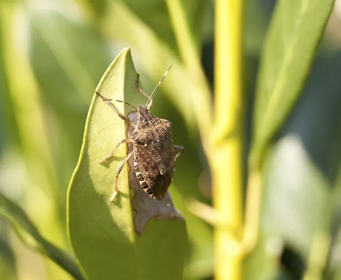 Framed Print : Shield Bug on Bush Leaf Print Framed Print : Shield Bug on Bush Leaf Print