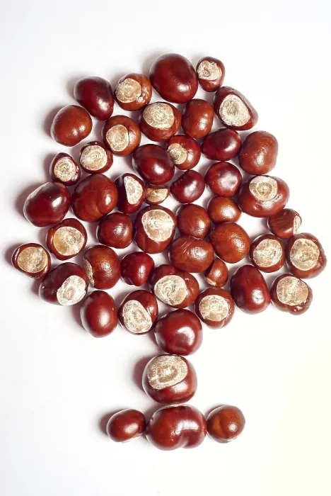 Framed Print : Shiny Chestnuts Decorated as a Tree Print Framed Print : Shiny Chestnuts Decorated as a Tree Print