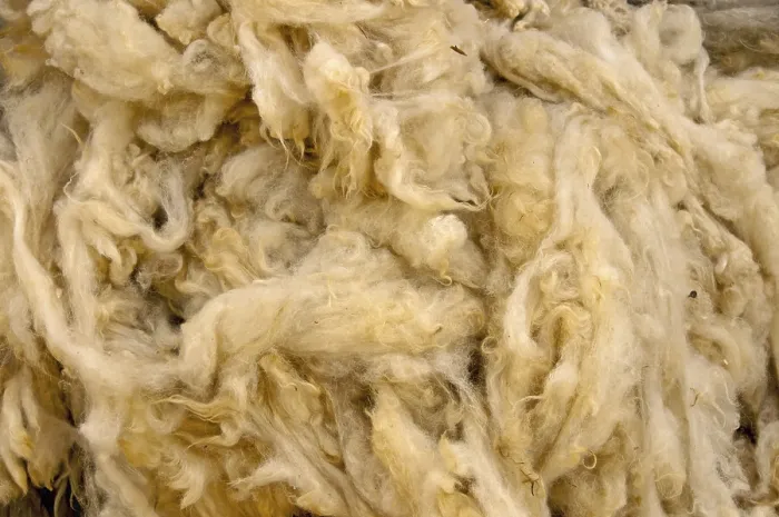 Framed Print : Shorn Sheep Wool Print Framed Print : Shorn Sheep Wool Print