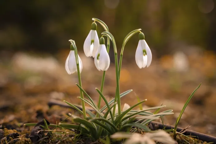 Framed Print : Detail Shot of First Snowdrops in Spring Print Framed Print : Detail Shot of First Snowdrops in Spring Print
