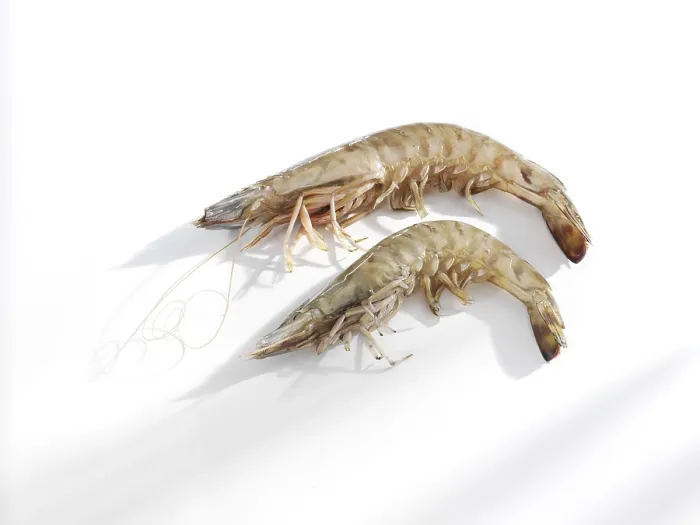 Framed Print : Two Shrimps Print Framed Print : Two Shrimps Print