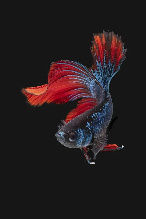 Framed Print : Siamese Betta Fish in Movement Studio Print Framed Print : Siamese Betta Fish in Movement Studio Print