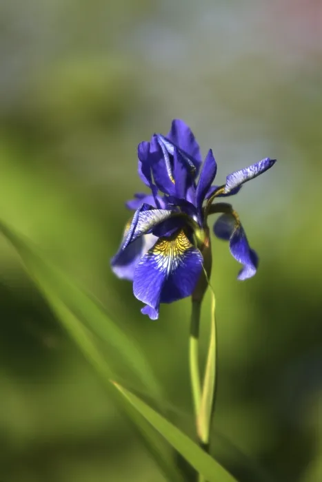 Framed Print : Siberian Iris Print Framed Print : Siberian Iris Print