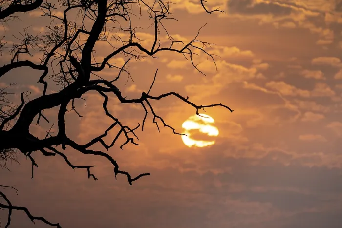 Framed Print : Okavango Delta Sunset Print - Silhouette Tree Branches Framed Print : Okavango Delta Sunset Print - Silhouette Tree Branches