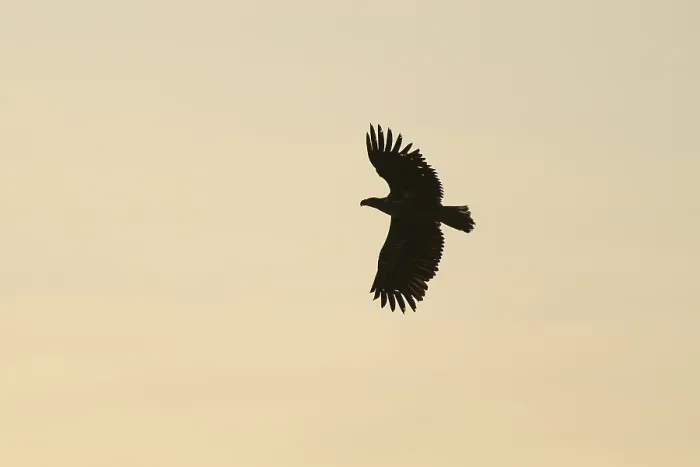 Framed Print : White-tailed Eagle in Flight Print, Altmuhlsee, Germany Framed Print : White-tailed Eagle in Flight Print, Altmuhlsee, Germany