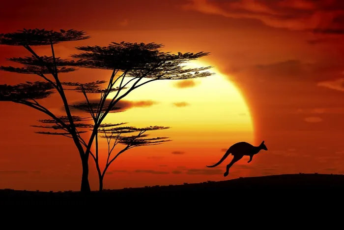 Framed Print : Australia Sunset Kangaroo Print Framed Print : Australia Sunset Kangaroo Print
