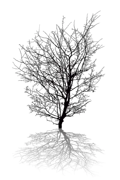 Framed Print : Silhouette of a Leafless Tree and Shadow Print, Romania