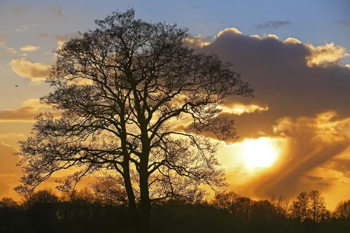 Framed Print : Silhouette of a Tree at Sunset Print, Germany Framed Print : Silhouette of a Tree at Sunset Print, Germany
