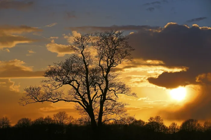 Framed Print : Silhouette of a Tree at Sunset Print, Germany