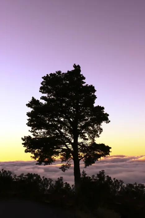 Framed Print : Evening Light Print of Canary Island Pine Tree Framed Print : Evening Light Print of Canary Island Pine Tree