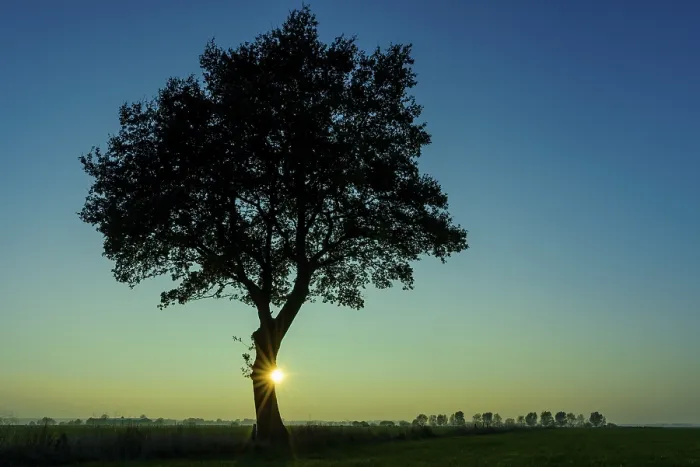 Framed Print : Silhouette of a Tree in Sunset, Vechta Print Framed Print : Silhouette of a Tree in Sunset, Vechta Print