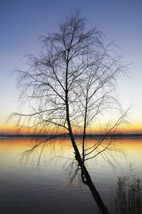 Framed Print : Silhouette Tree at Sunset Print Framed Print : Silhouette Tree at Sunset Print