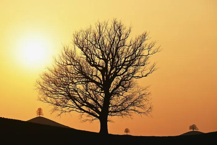Framed Print : Silhouettes of Oak and Lime Trees, Hirzel, Switzerland Print Framed Print : Silhouettes of Oak and Lime Trees, Hirzel, Switzerland Print