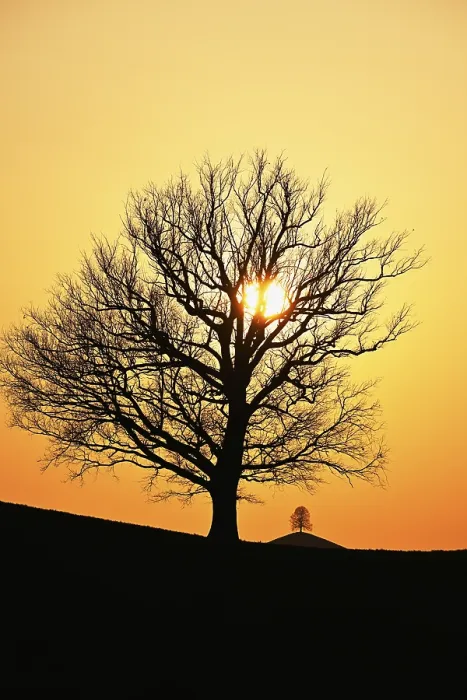 Framed Print : Silhouettes of an Oak Tree and a Lime in Drumlin Landscape Print Framed Print : Silhouettes of an Oak Tree and a Lime in Drumlin Landscape Print