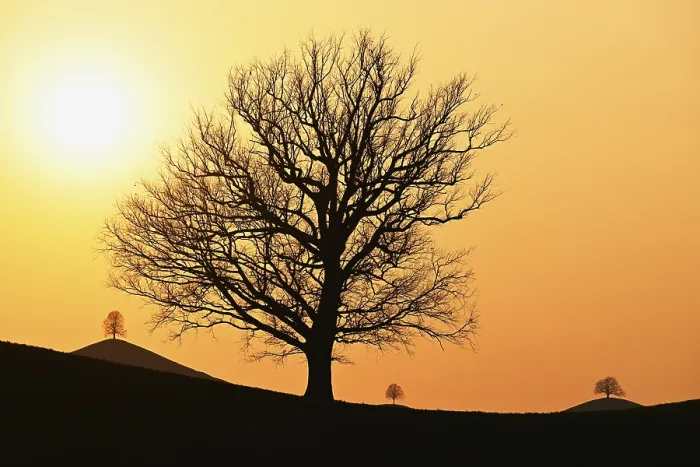 Framed Print : Silhouettes of Oak and Lime Trees Print, Hirzel, Switzerland Framed Print : Silhouettes of Oak and Lime Trees Print, Hirzel, Switzerland