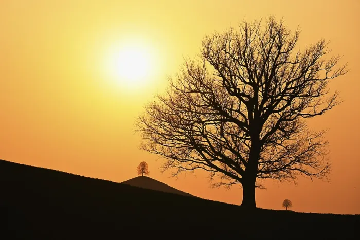 Framed Print : Silhouettes of Oak and Lime Trees Print, Hirzel Landscape