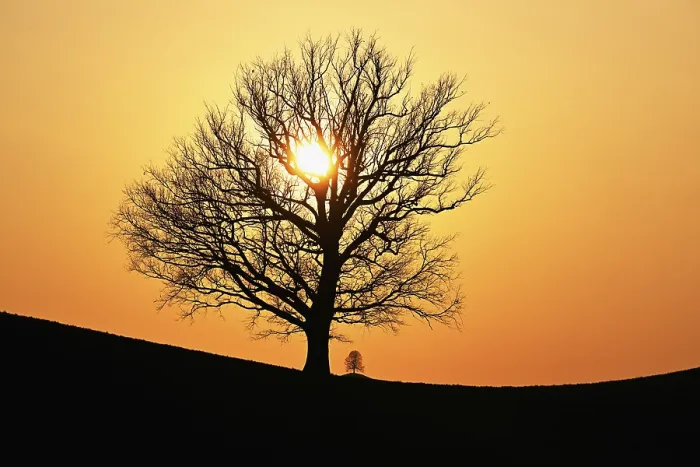 Framed Print : Silhouettes of an Oak Tree and a Lime in Drumlin Landscape Print Framed Print : Silhouettes of an Oak Tree and a Lime in Drumlin Landscape Print