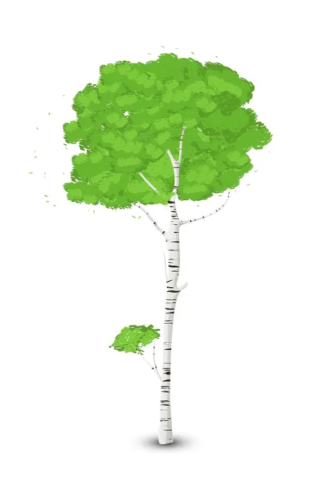 Framed Print : Silver Birch Tree Print on White Background