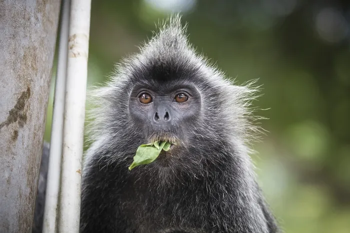 Framed Print : Silver Leaf Monkey Print, Melawati Hill, Kuala Selangor Framed Print : Silver Leaf Monkey Print, Melawati Hill, Kuala Selangor