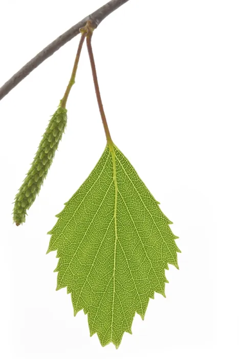 Framed Print : Single Birch Leaf Print (Betula) Framed Print : Single Birch Leaf Print (Betula)