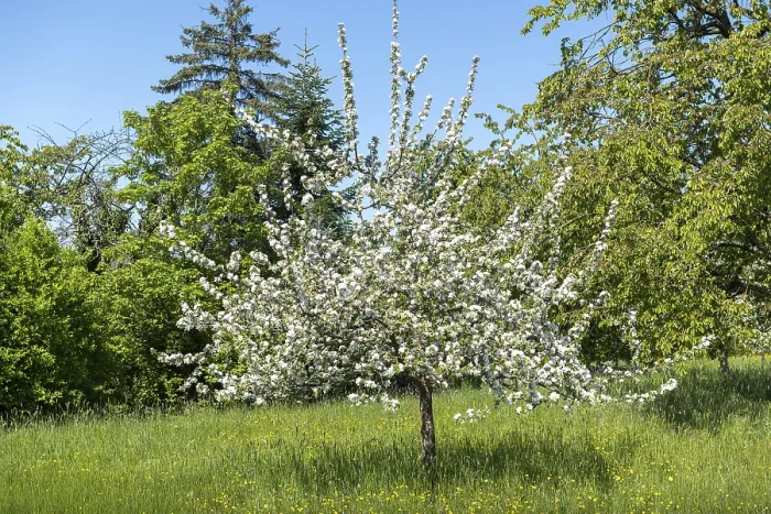 Framed Print : A Blooming Tree in a German Orchard Print Framed Print : A Blooming Tree in a German Orchard Print