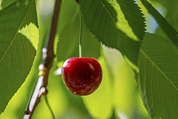 Framed Print : A Single Cherry on a Cherry Tree Print Framed Print : A Single Cherry on a Cherry Tree Print