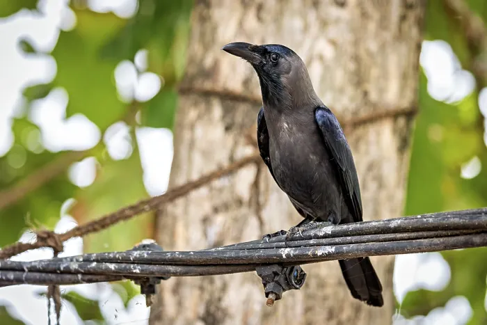 Framed Print : A Single Crow in Colombo, Sri Lanka Print Framed Print : A Single Crow in Colombo, Sri Lanka Print