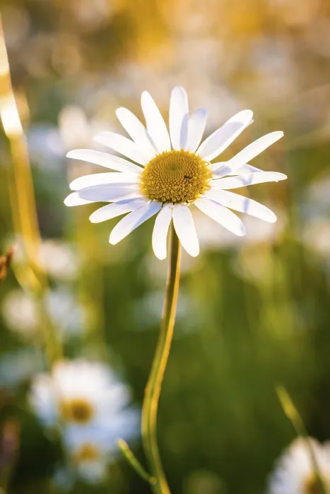 Framed Print : Single Daisy in Sunlight Print, Black Forest, Germany Framed Print : Single Daisy in Sunlight Print, Black Forest, Germany