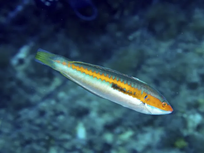 Framed Print : A Single Fish with Orange Line Print, Mediterranean Sea Framed Print : A Single Fish with Orange Line Print, Mediterranean Sea