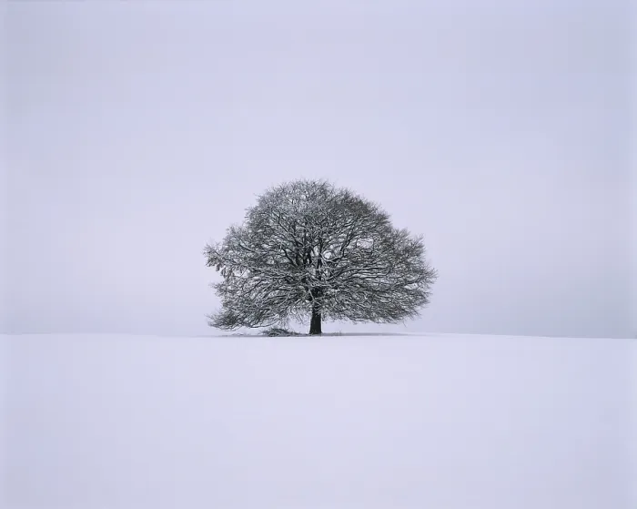 Framed Print : Single Limetree - Winter Print Framed Print : Single Limetree - Winter Print