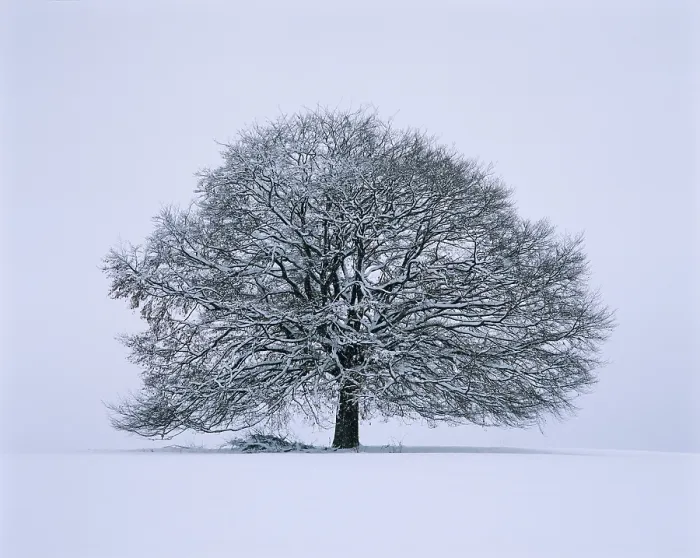 Framed Print : Single Limetree - Winter Print Framed Print : Single Limetree - Winter Print