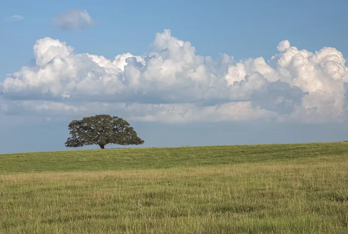 Framed Print : Single Oak Tree Print in Open Field Framed Print : Single Oak Tree Print in Open Field