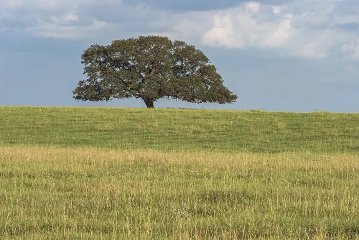 Framed Print : Single Oak Tree Print in Open Field Framed Print : Single Oak Tree Print in Open Field