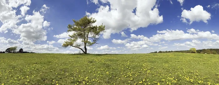 Framed Print : Single Pine with Cloudy Sky Print, Titting, Bavaria, Germany Framed Print : Single Pine with Cloudy Sky Print, Titting, Bavaria, Germany