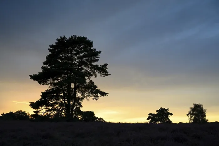 Framed Print : Single Pine Tree Print at Westruper Heide Sunset, Germany Framed Print : Single Pine Tree Print at Westruper Heide Sunset, Germany