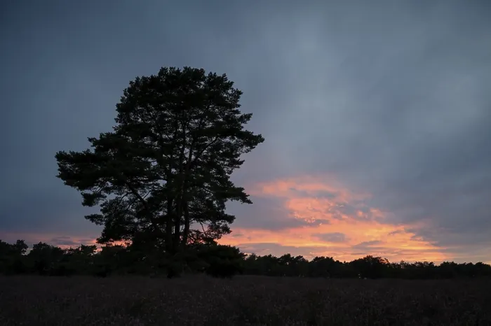 Framed Print : Single Pine Tree Print at Westruper Heide Sunset Framed Print : Single Pine Tree Print at Westruper Heide Sunset
