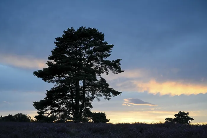 Framed Print : Single Pine Tree Print at Westruper Heide Sunset Framed Print : Single Pine Tree Print at Westruper Heide Sunset
