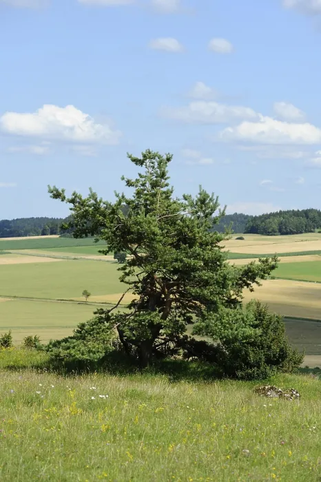 Framed Print : Single Pine Tree Print, Upper Palatinate Landscape Framed Print : Single Pine Tree Print, Upper Palatinate Landscape
