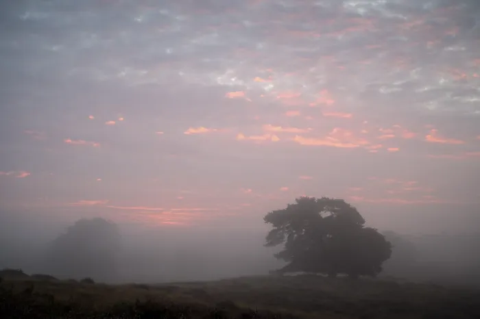 Framed Print : Single Pine Tree in Front of Sunrise Print, Westruper Heide, Germany