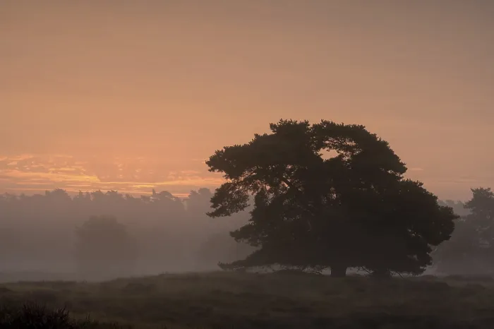 Framed Print : Single Pine Tree in Front of Sunrise Print, Westruper Heide, Germany Framed Print : Single Pine Tree in Front of Sunrise Print, Westruper Heide, Germany