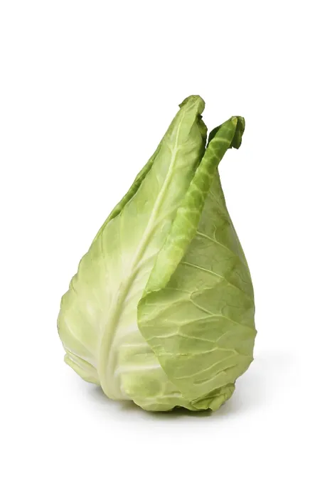 Framed Print : Single Pointed Cabbage Vegetable Print on White Background Framed Print : Single Pointed Cabbage Vegetable Print on White Background