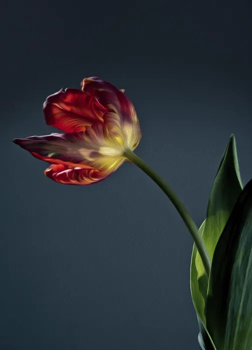 Framed Print : Single Red Tulip Petals Print Framed Print : Single Red Tulip Petals Print