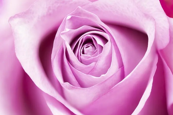 Framed Print : Single Rose Full Size Print Framed Print : Single Rose Full Size Print