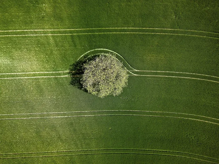 Framed Print : Single Tree in Bavarian Field Print, Aerial View Framed Print : Single Tree in Bavarian Field Print, Aerial View