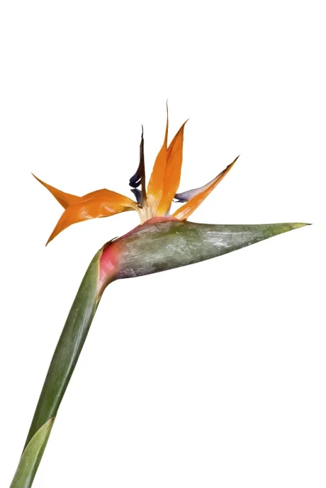 Framed Print : Single Strelitzia Print