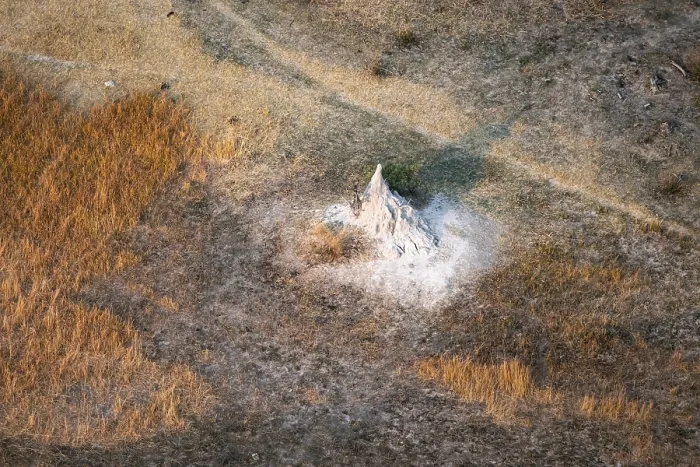 Framed Print : Okavango Delta Aerial Print: Single Termite Hill Framed Print : Okavango Delta Aerial Print: Single Termite Hill