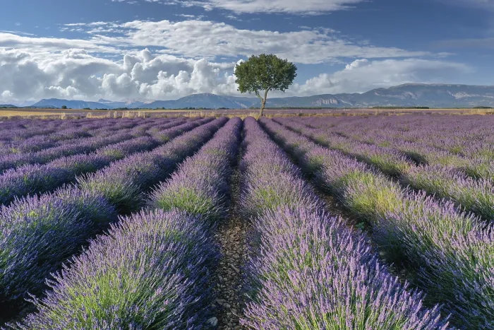 Framed Print : Single Tree Amid Lavender, Plateau de Valensole Print Framed Print : Single Tree Amid Lavender, Plateau de Valensole Print