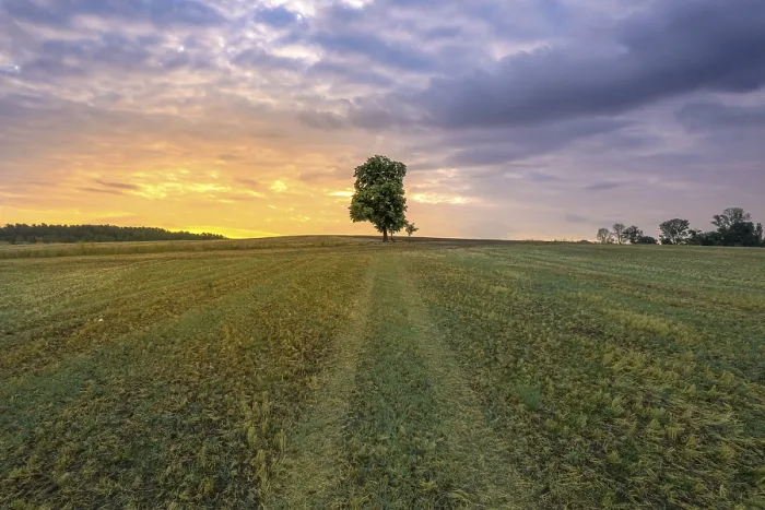 Framed Print : Single Tree in Field at Sunrise Print, Black Forest, Germany Framed Print : Single Tree in Field at Sunrise Print, Black Forest, Germany